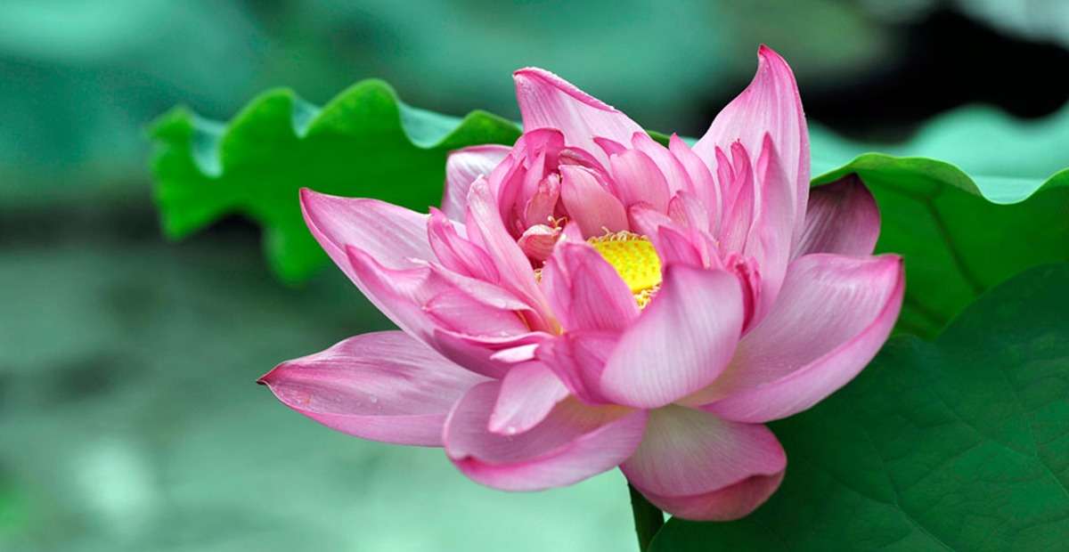 Hương sen